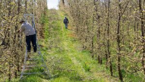 Person beskär fruktträd från en stege i en tät odling